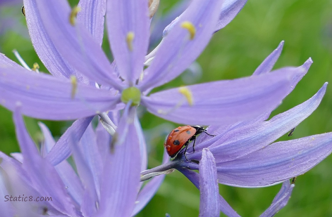 Seven Spot Ladybuy standing on a Camas Lily blossom
