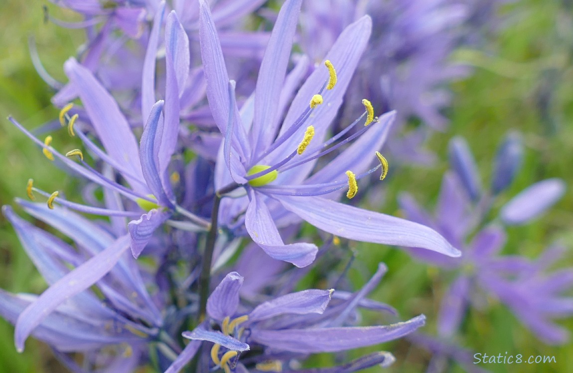 Close up of Camas Lily blossoms