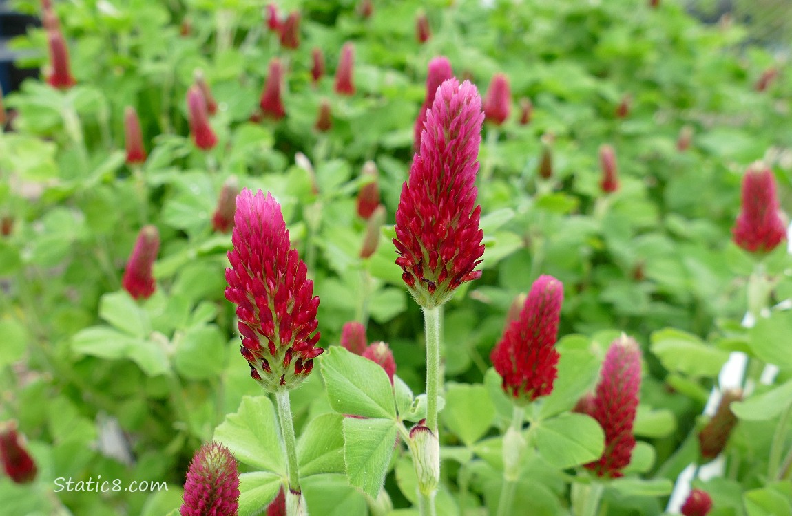 Crimson Clover blooms