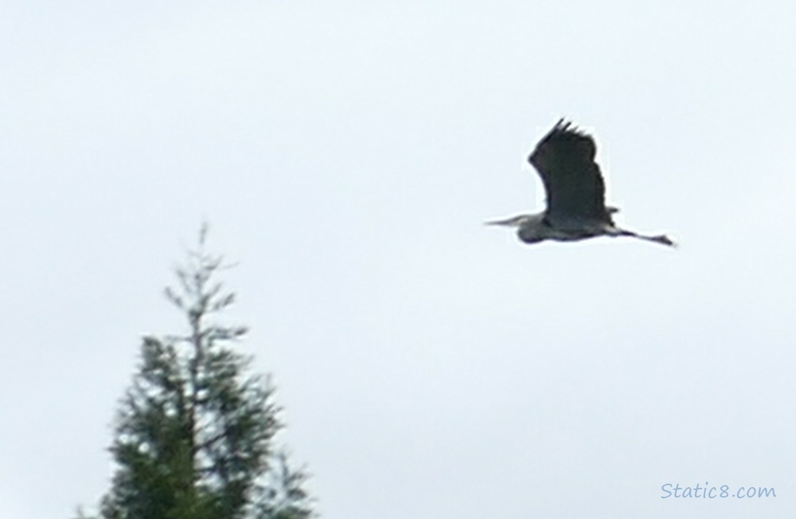 Great Blue Heron flying by the top of a fir tree