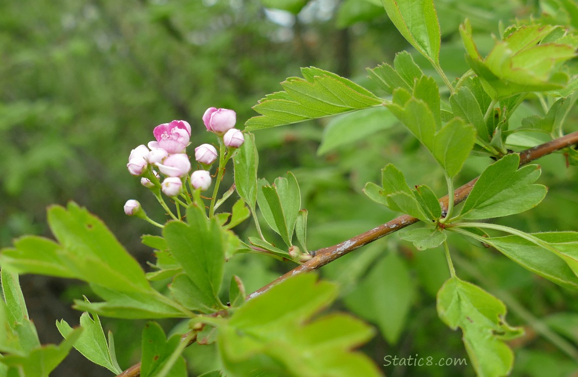 Hawthorn buds on the tree surrounded by green leaves