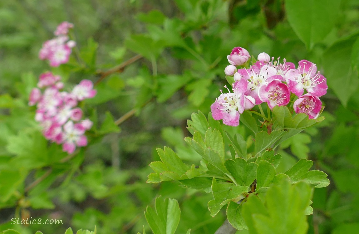 clumps of Hawthorn blooms on the tree, surrounded by green leaves