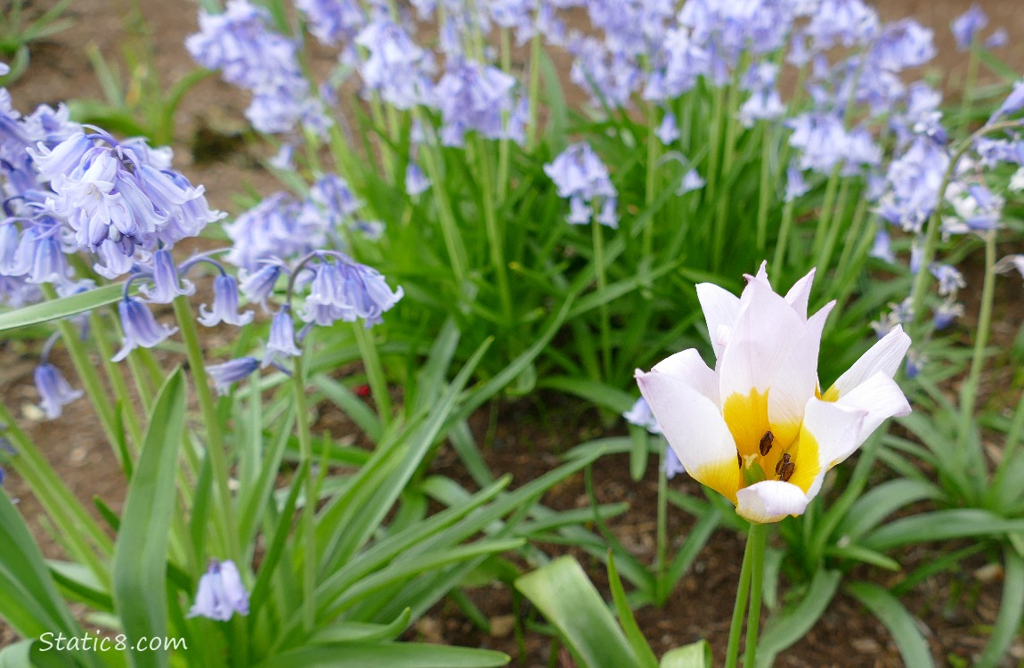 Tulip bloom with Spanish Bluebells