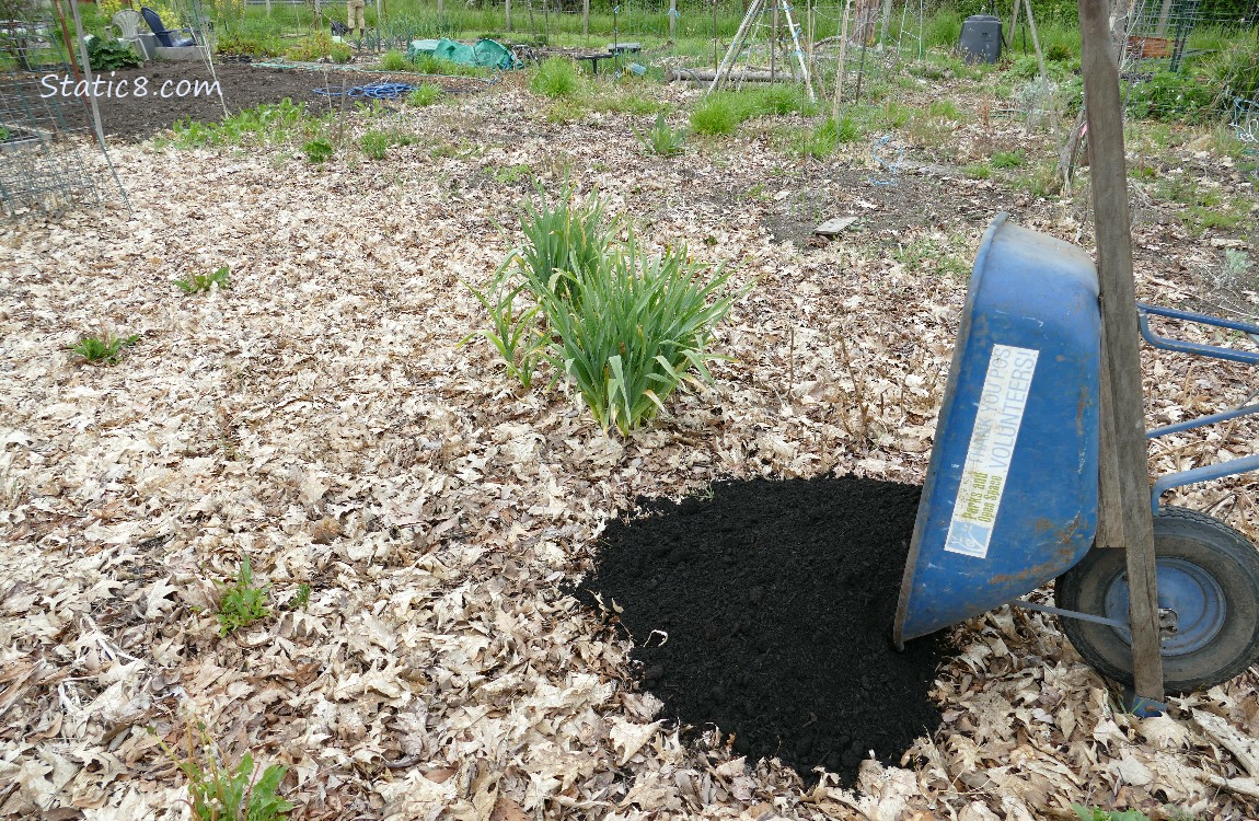Wheelbarrow load of dirt dumped in a garden plot covered with leaves