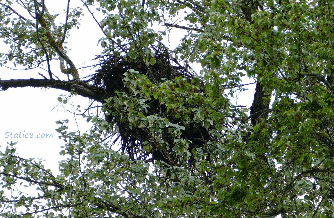 Looking up at sticks in a tree