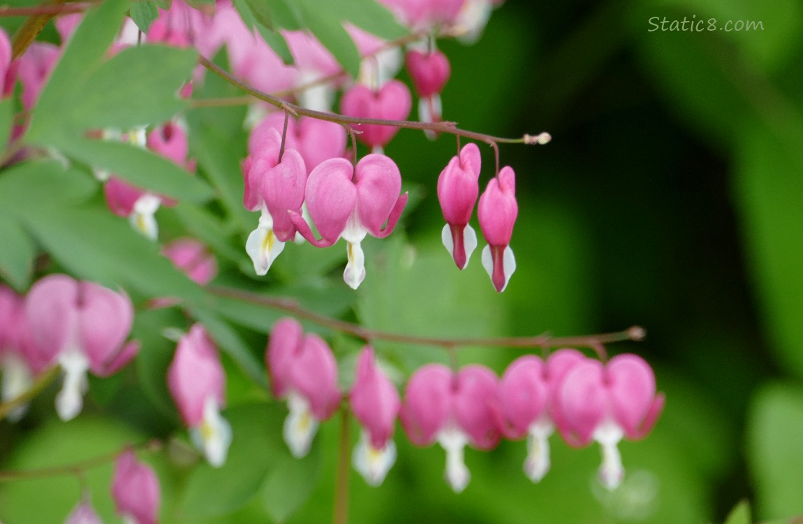 Bleeding Heart blooms