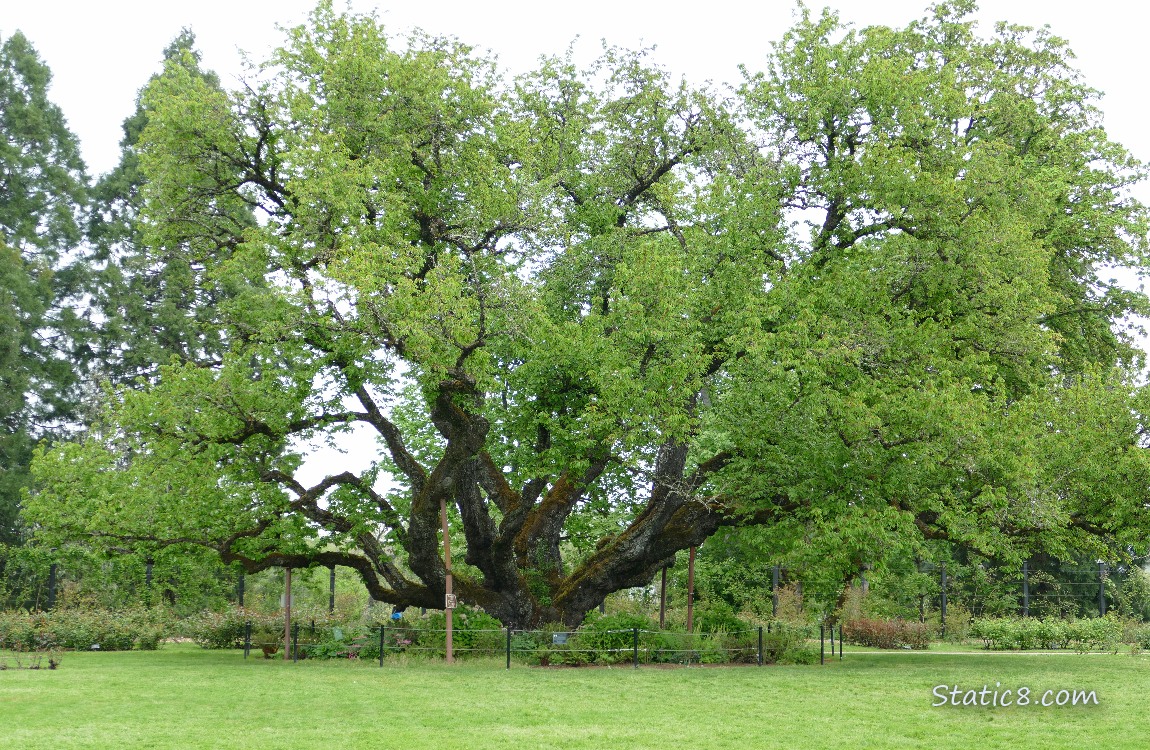 Massive Cherry tree and a green lawn