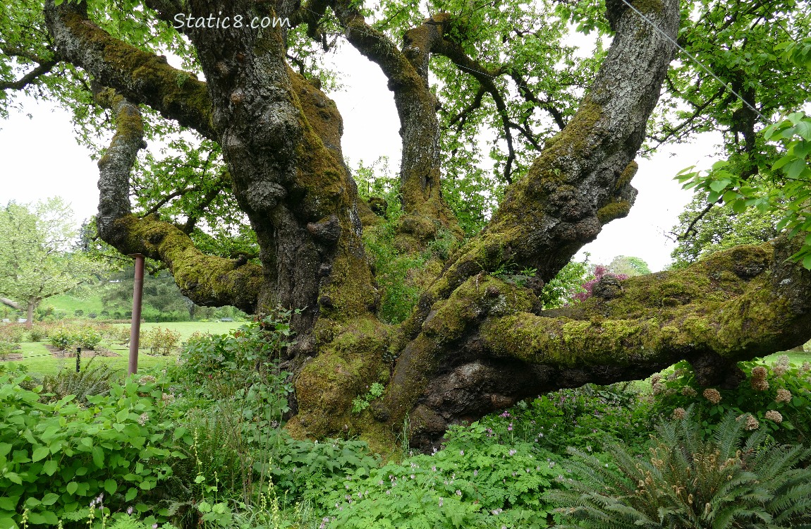 Close up of the massive Cherry Trees trunk