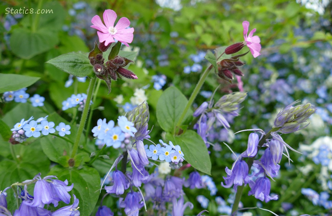 Forget Me Not blooms with purple Spanish Bluebells and the unknown pink flowers