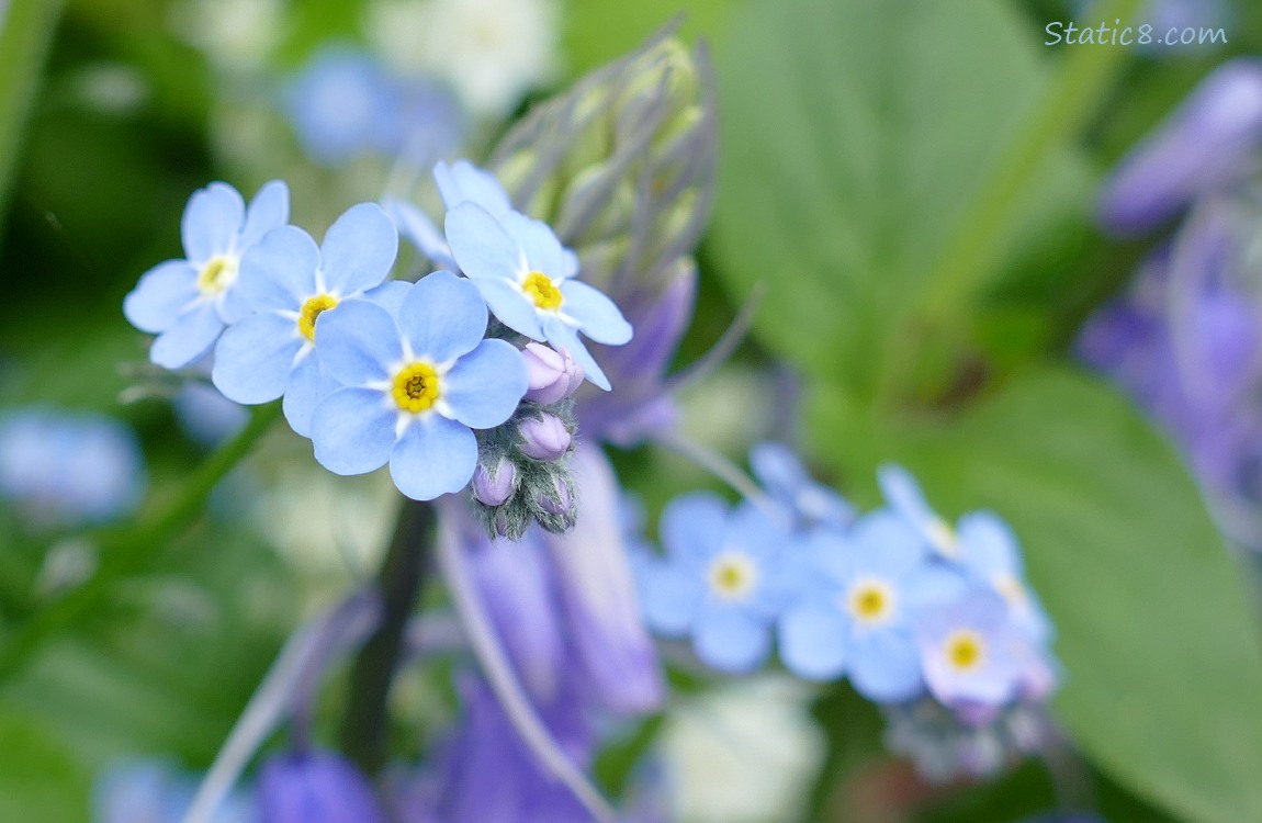Close up of Forget Me Not blooms