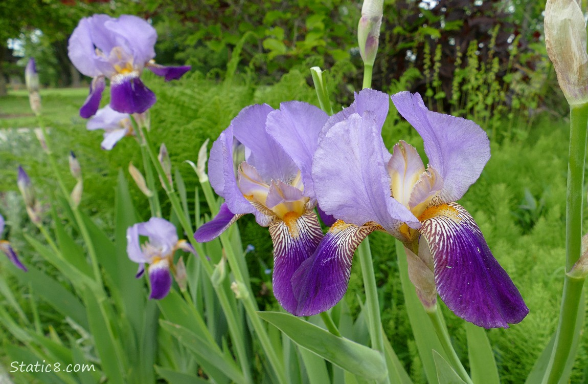 Purple Iris blooms