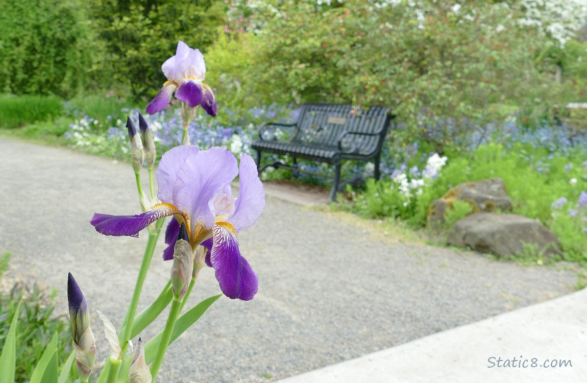 Park bench past some purple Iris blooms