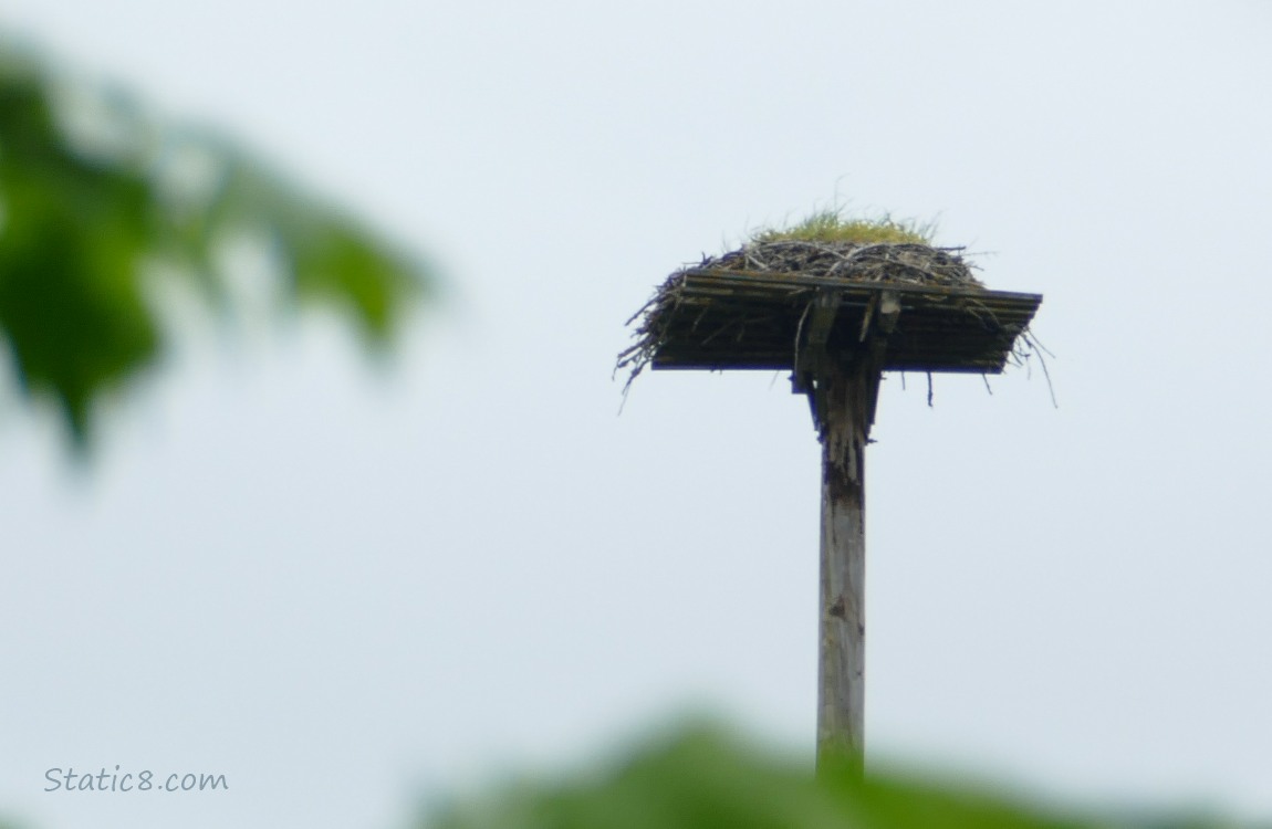 Grass growing in the Osprey platform nest in the distance