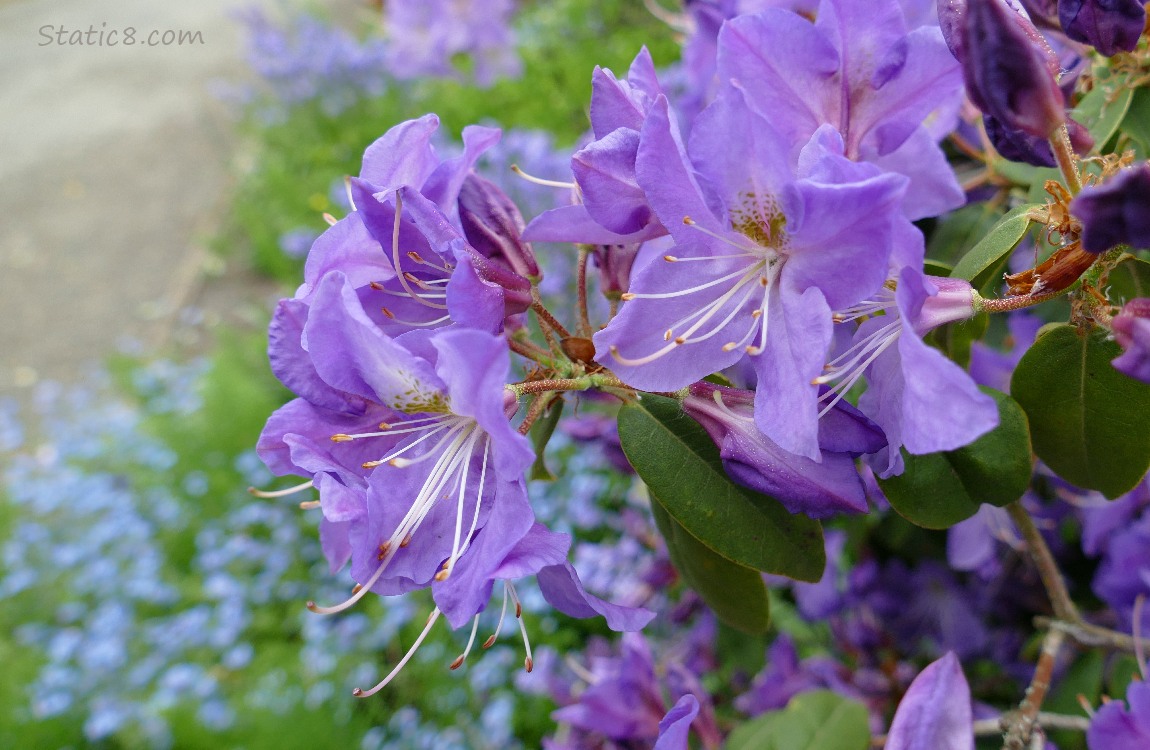 Purple Rhododendron blooms with blurry Forget Me Not blooms behind them