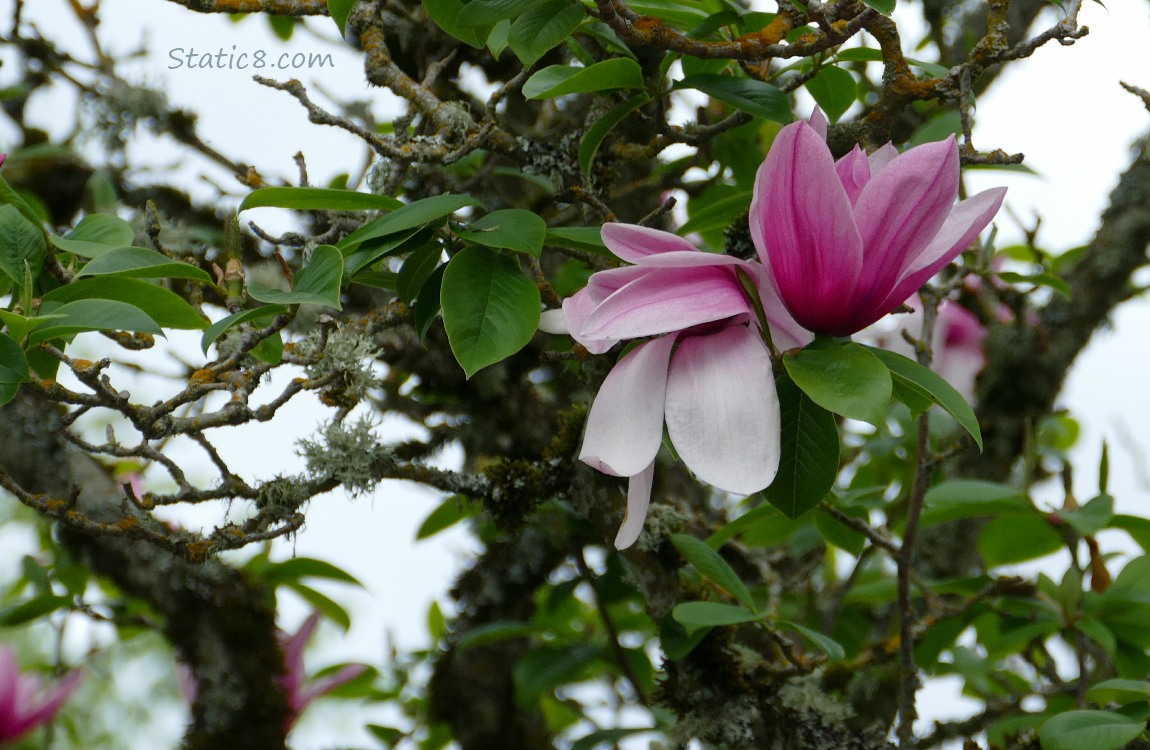 Pink Saucer Magnolia bloom on a mossy tree
