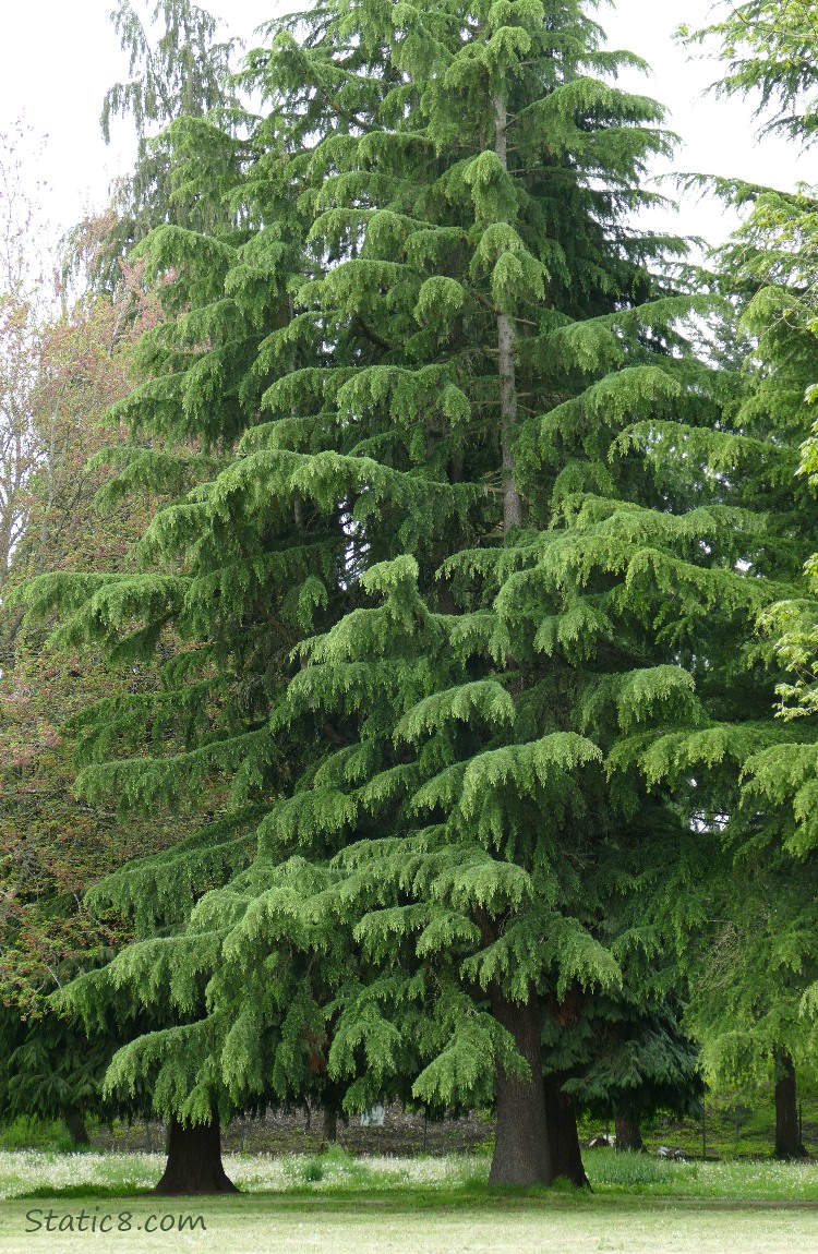 True fir trees