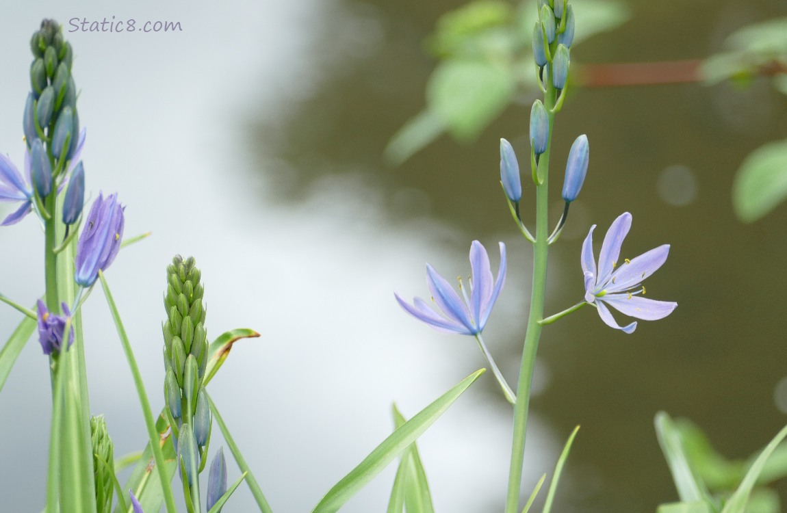 Camas Lily blooms in front of light reflecting from the water of the creek
