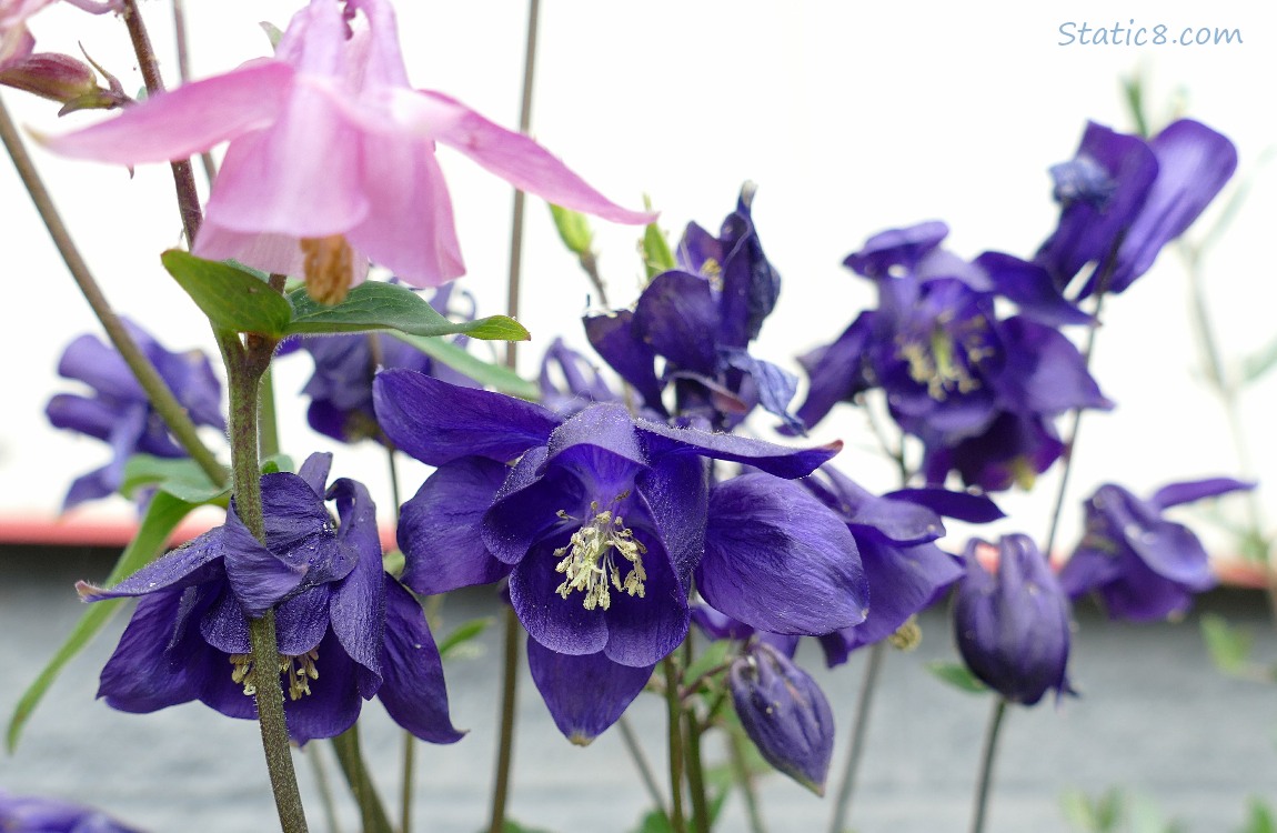 Purple and pink Columbine blooms with grey sky