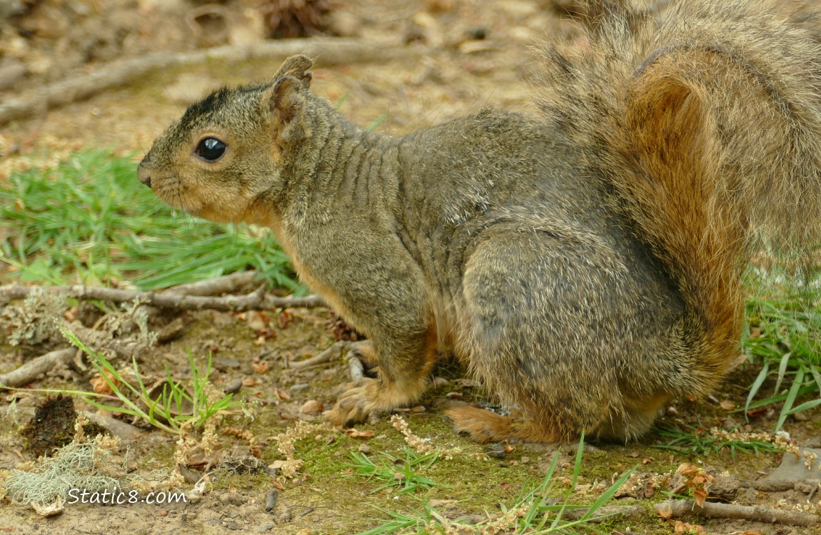 Squirrel standing on the ground