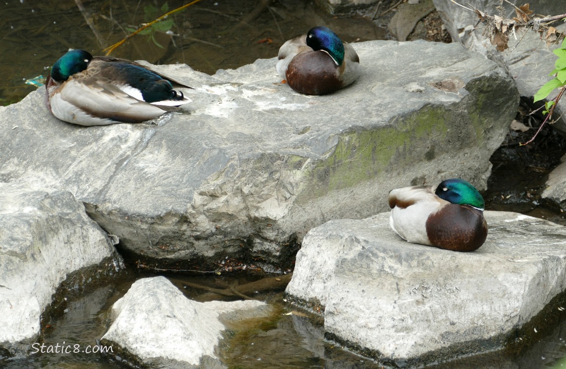 Three male Mallards napping with beaks tucked under their wing