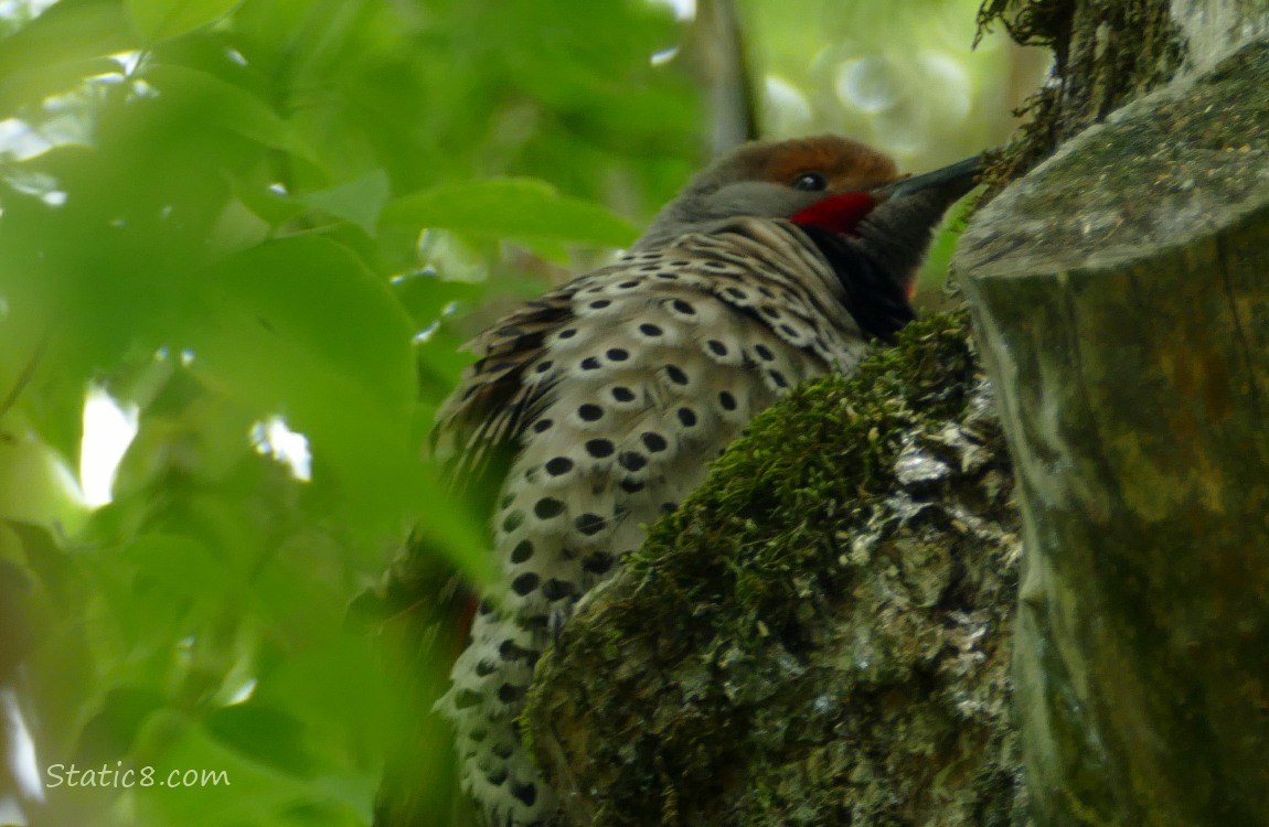 Male Northern Flicker up in a tree