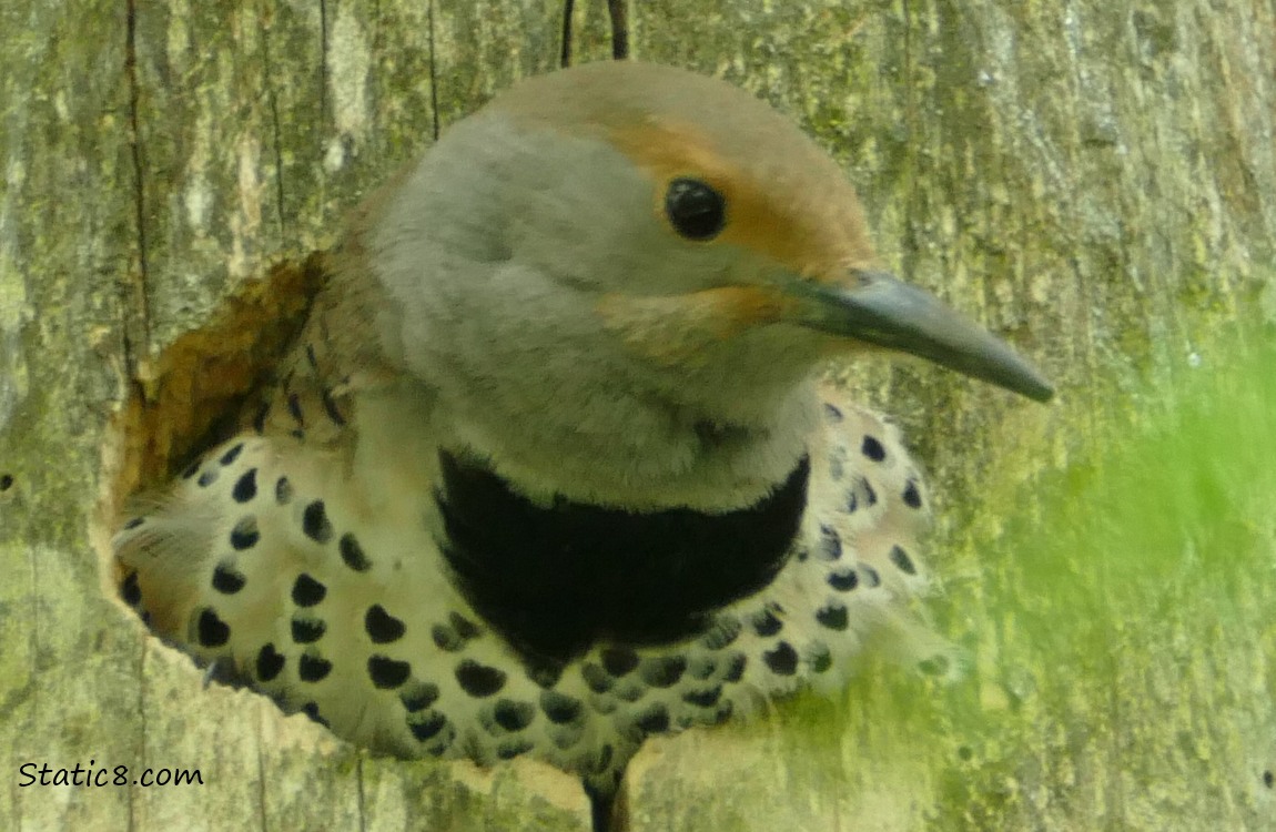 Female Flicker looking out from her nest hole