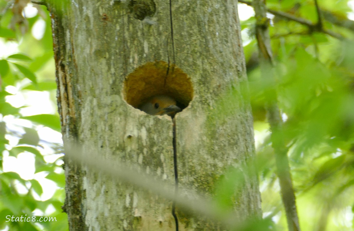 Flicker hidden deeper in her nest hole