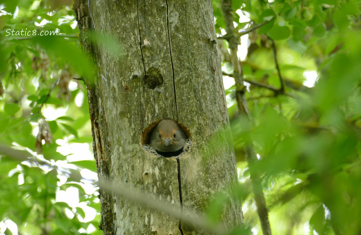 Flicker looking from her nest hole