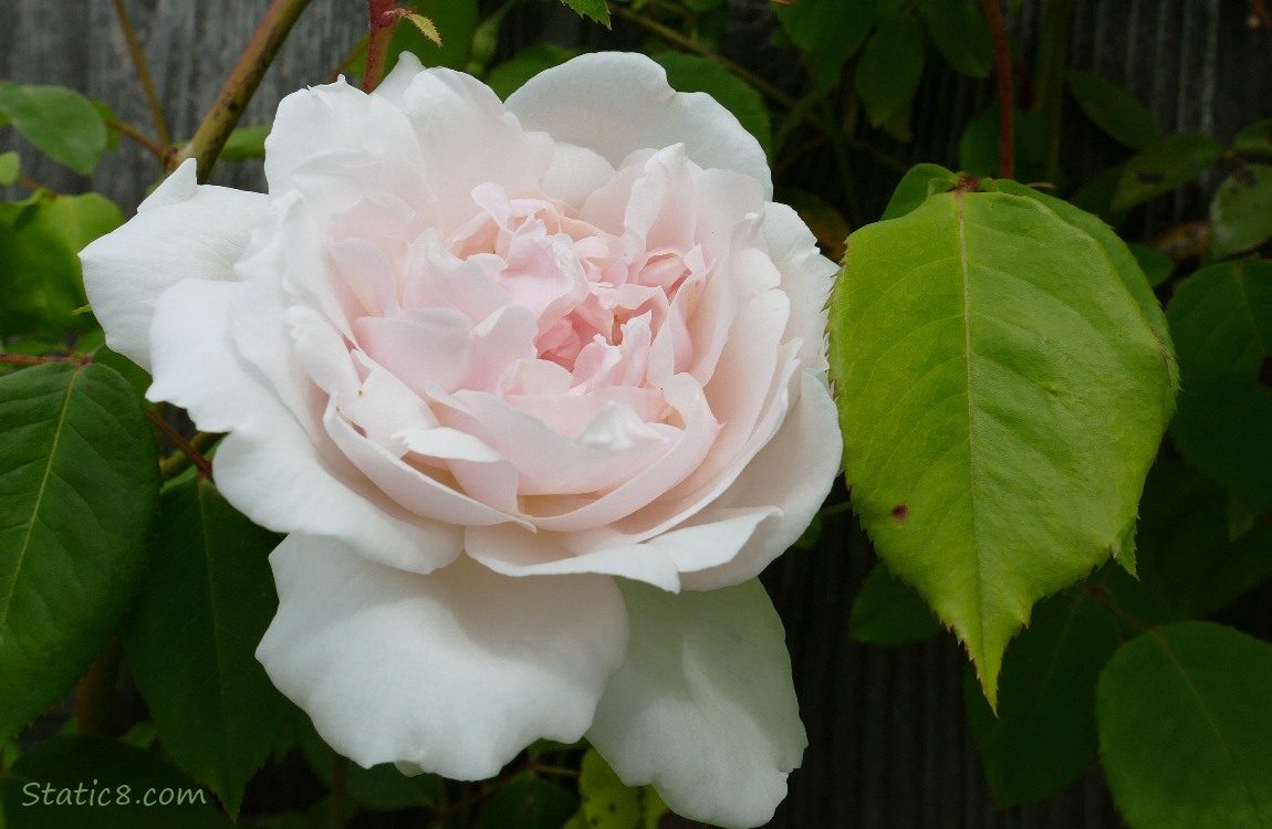 Delicate pink Rose bloom and green leaves in front of a wood fence