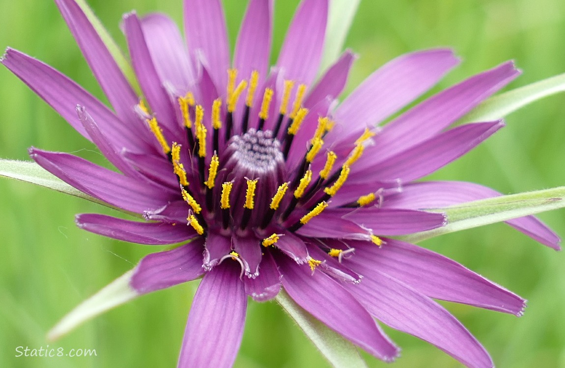 Close up of a purple Salsify bloom