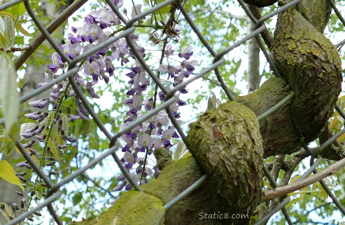 Wisteria flowers on the other side of a chain link fence