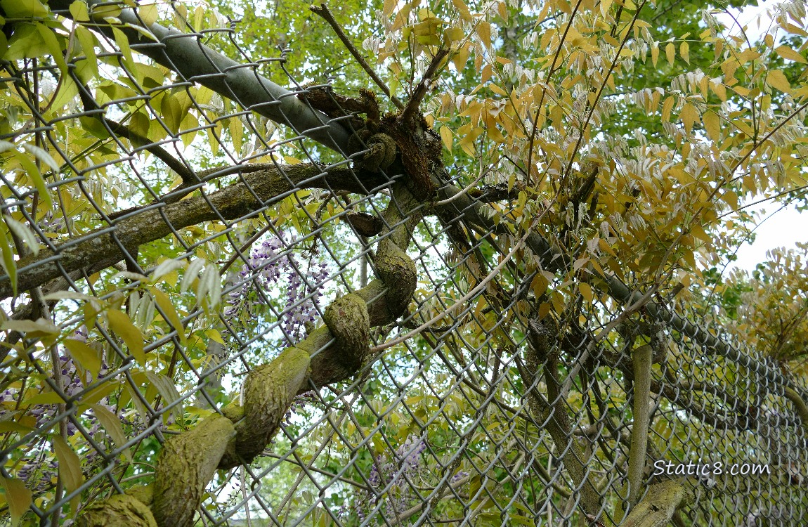Thick Wisteria vines wound around a chain link fence