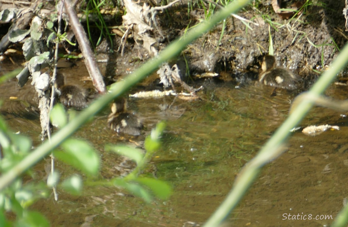 Three ducklings paddling near the bank of the creek