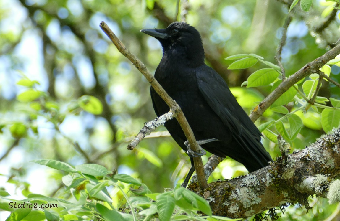 American Crow standing in a tree