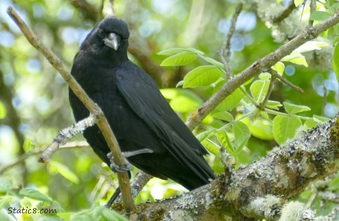 American Crow looking down from her perch in a tree