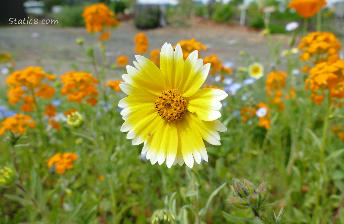 Yellow and white Coreopsis bloom in front of other wildflowers