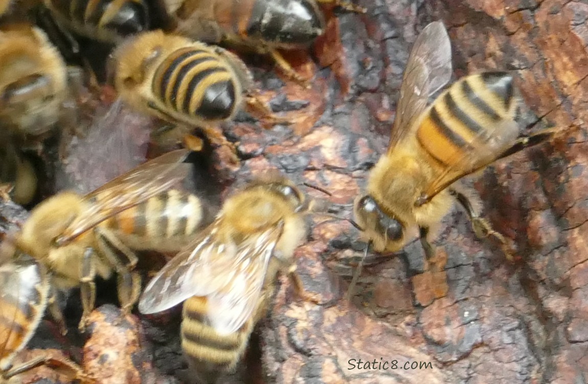 Close up of Honey Bees going in and out of a hole in a tree trunk