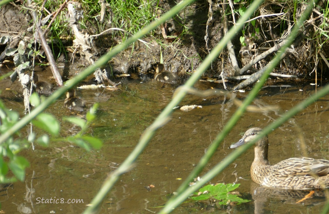 Mama Mallard and three ducklings at the bank of the creek