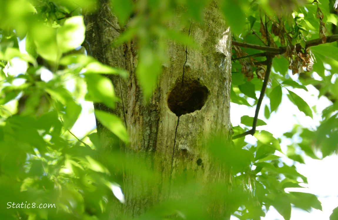 Old Flicker hole in dead tree trunk, surrounded by leaves