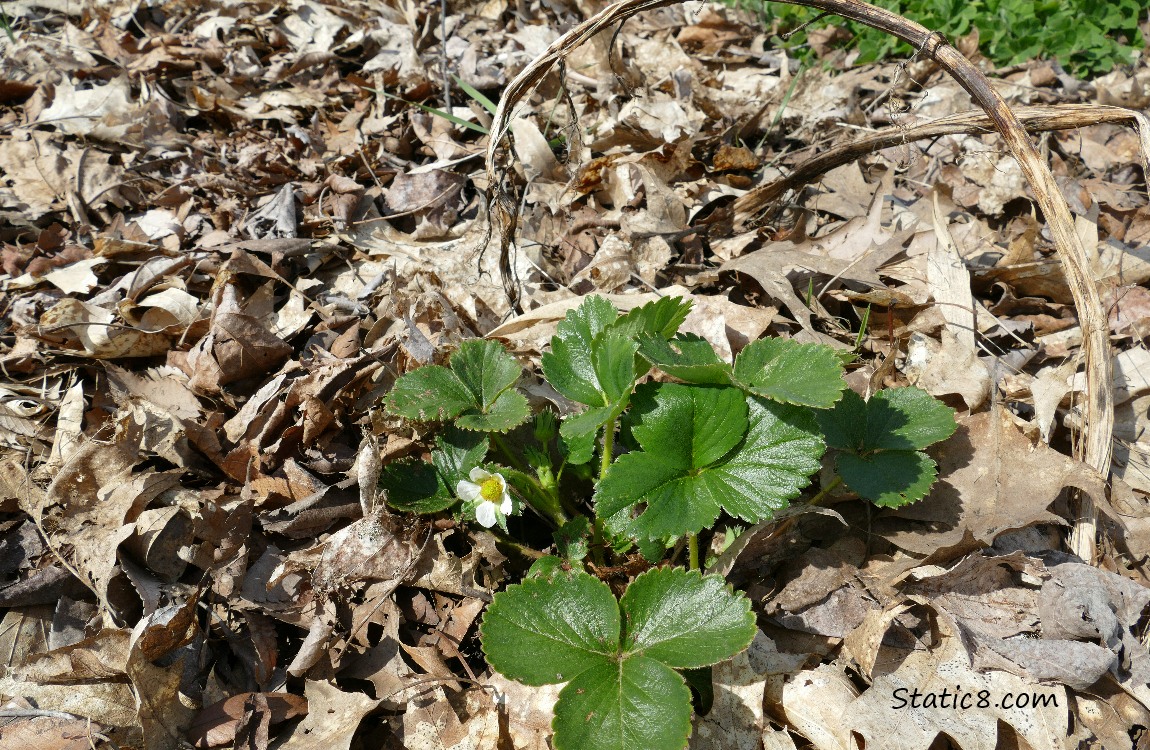 Strawberry plant growing past dead leaves
