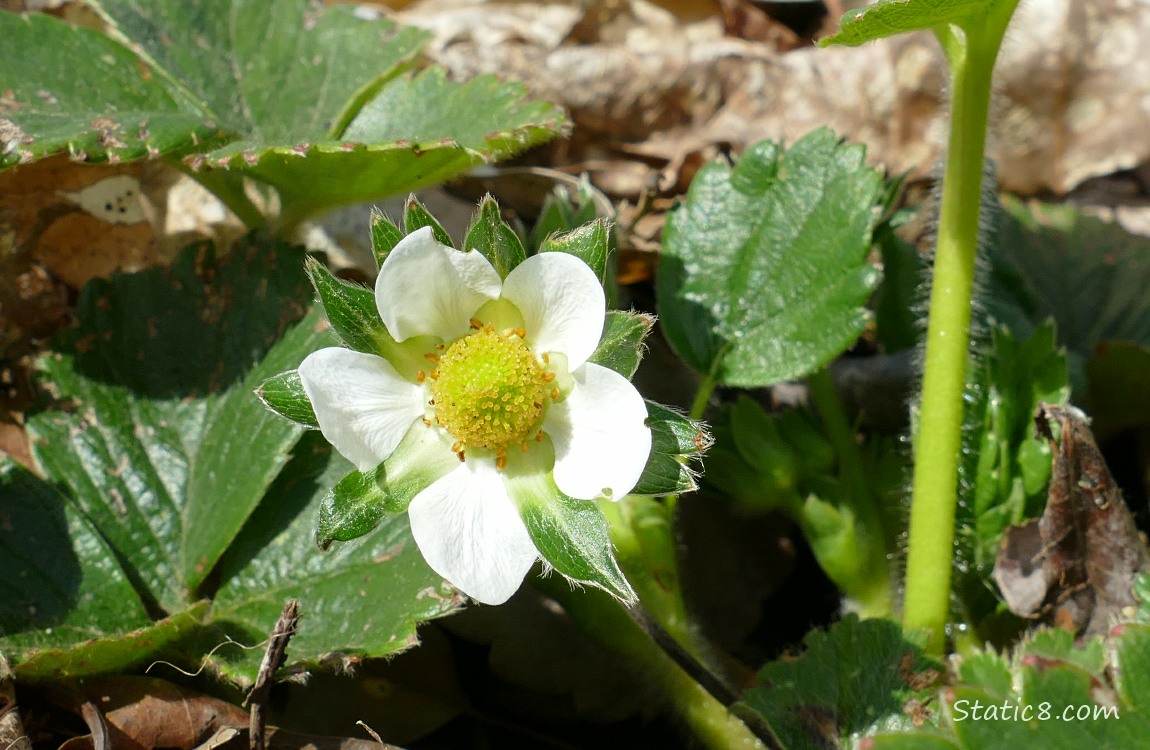 Strawberry bloom surrounded by green leaves of the plant