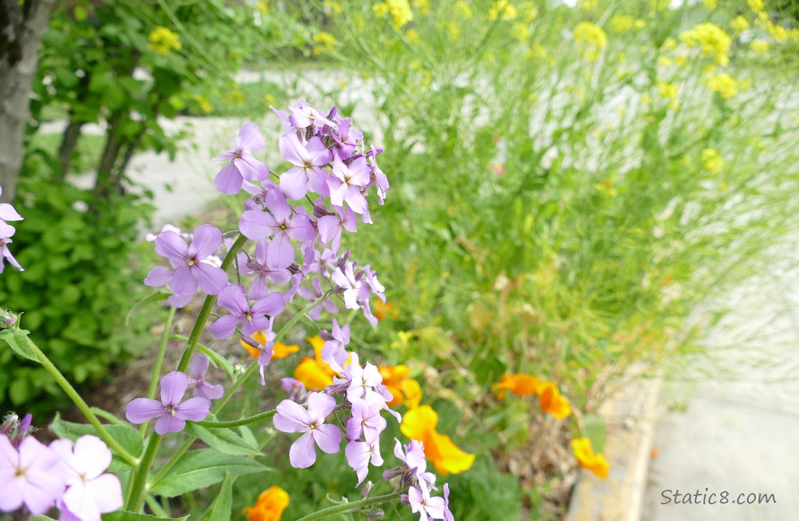 Light purple Wallflowers in front of California Poppies