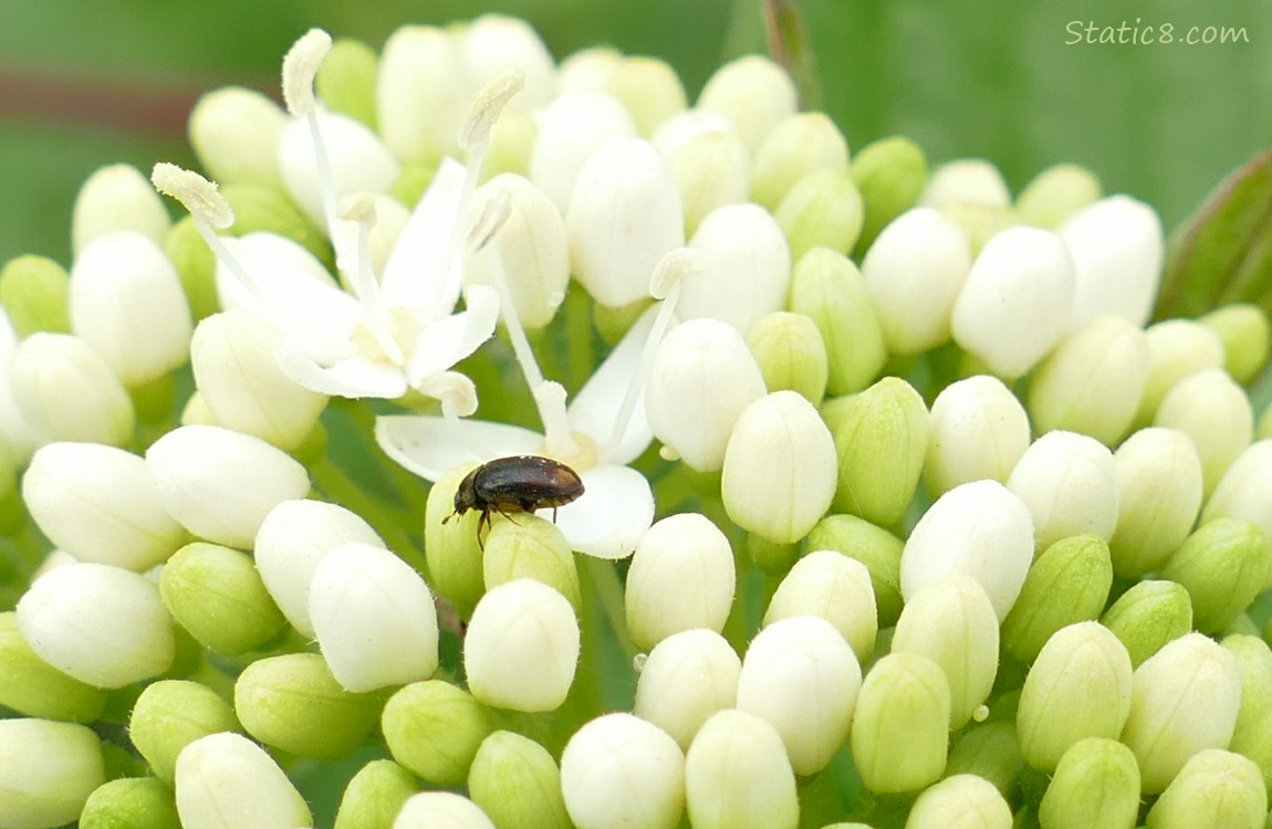 A tiny beetle on a Red Osier bloom