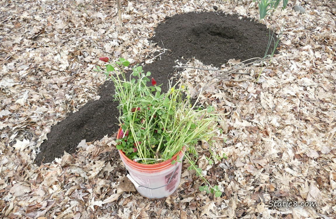 Bucket with cut clover in it
