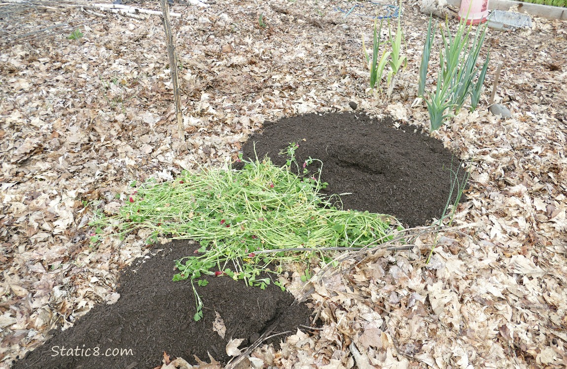 Garden plot with cut clover spread out