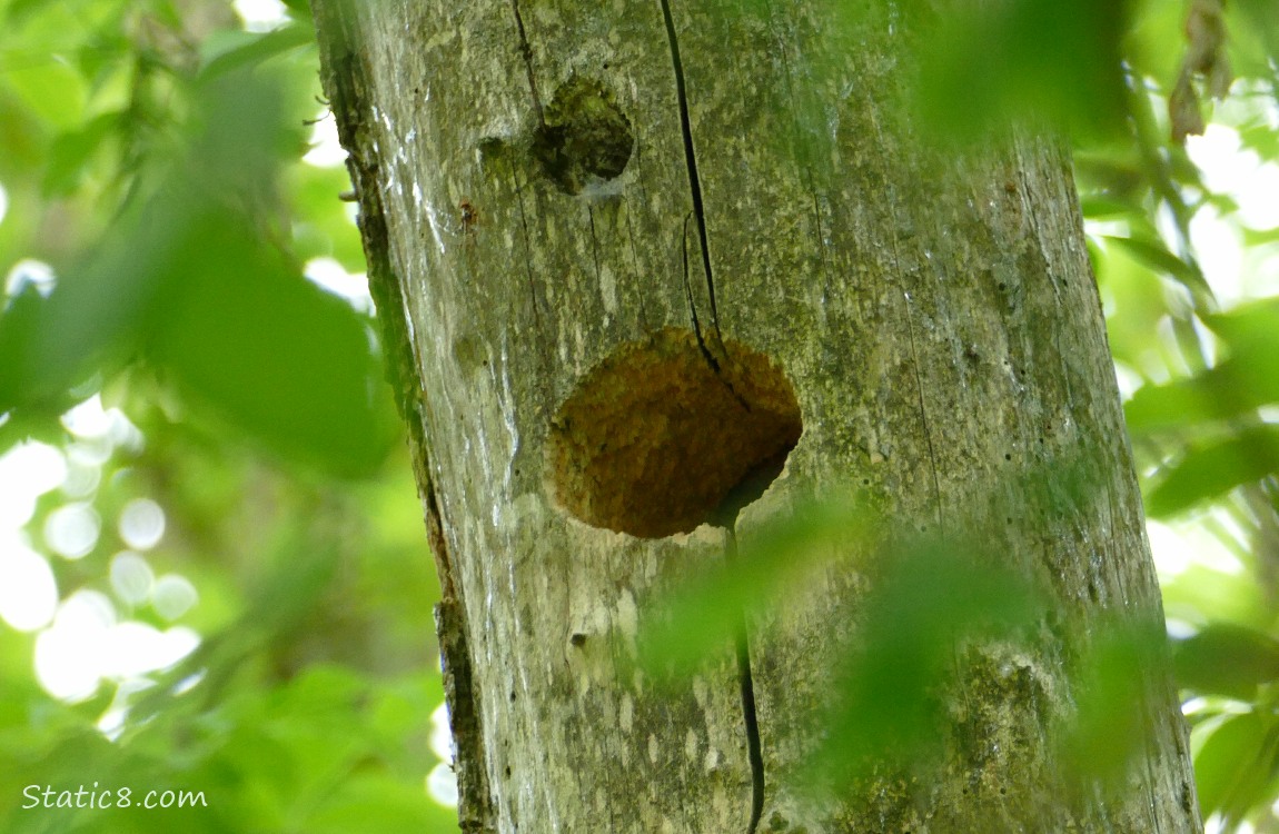 Woodpecker hole in a dead tree trunk