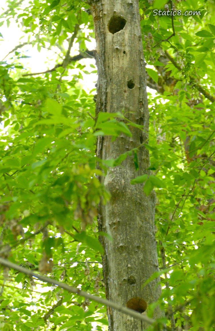 Two Woodpecker holes in a single dead tree trunk