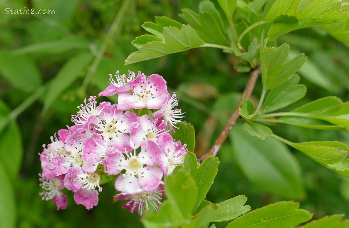 Hawthorn blooms with some leaves of the tree