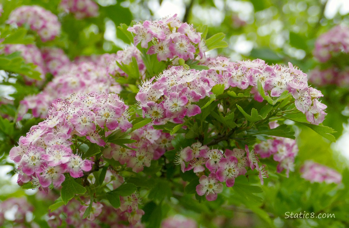 Hawthorn blooms with some leaves of the tree