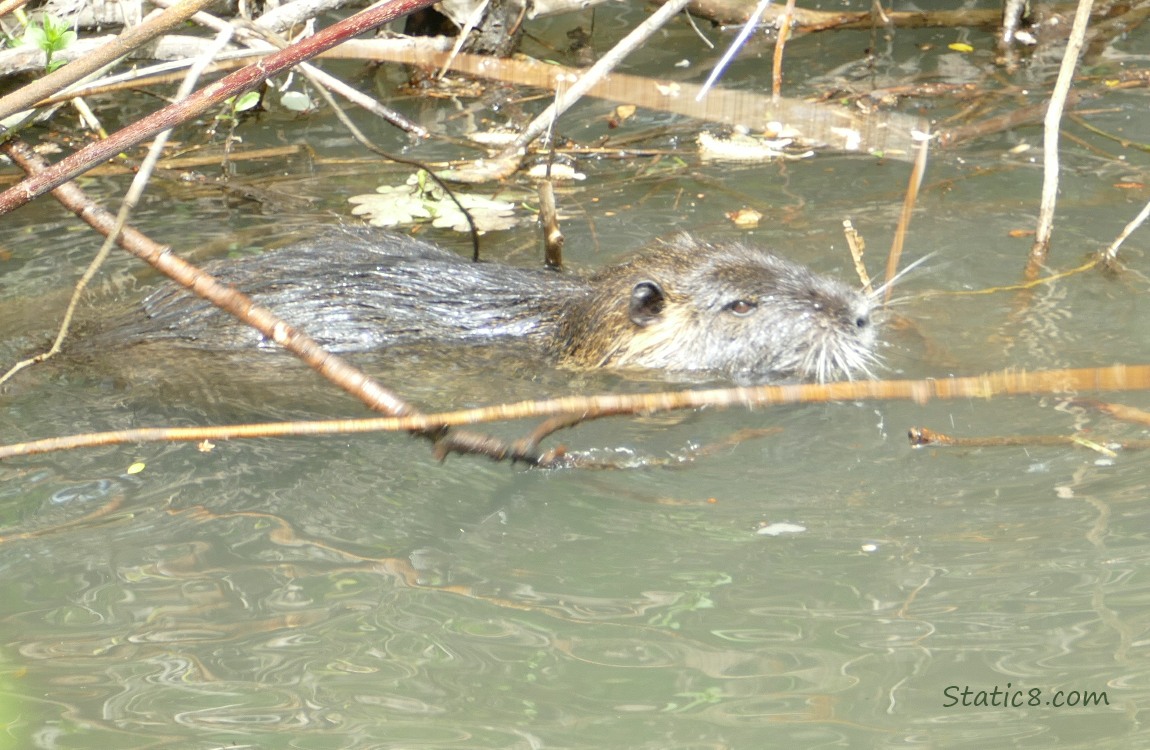 Nutria swimming near the bank with many sticks behind him